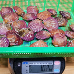 통영 홍가리비 제철생물 산지직송 1kg : 지봉봉 스토어