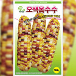 옥수수씨앗종자 오색옥수수 100립 : 코코주말농장