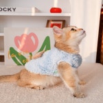 보온 베스트 펫 의류 캐주얼 보온 베스트 두 발 걸음 어린 고양이 어린 강아지 티케이드 펫 의류 캐주얼 기타 펫 의류 : MegaGlobalShop