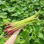 [산지직송] 자연산 야생 노지 머위대 머위 나물 머위꽃 머위잎 1kg : 라라네농장