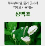 참굿즈 거창 삼백초잎 삼백초차 50티백 건조삼백차 : 말라코스 효과좋은 영양제