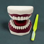 대형 치아모형 (my-k1) / 인체모형 수입전문 : 주식회사 명문의료기