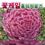 로즈씨앗종자 홍의 적로즈 5g 꽃양배추 전문농가용 : 코코주말농장