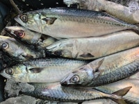 목포산 생물 특대 고등어 5미 : 목포 만복수산