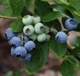 블루베리나무 묘목 듀크 3년생 : 에버그린농원