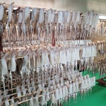 동해 영덕 구룡포 국내생산 피데기 반건조오징어 당일바리 마른오징어 건오징어 쫄쫄이 다리 농장을부탁해 : 농장을 부탁해