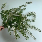 공조팝소재  농장직송 졸업 생일 축하 장미꽃 꽃선물 장미 스승의날 어버이날 기념일 : 송현장미