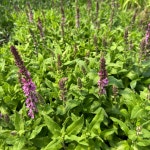 골드씨드 꽃피는 야생화 숙근사루비아 숙근샐비어 4치포트 색상랜덤 : 골드씨드