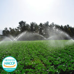 묵은지 국내산묵은지 1년이상숙성 국내산100% HACCP 인증시설 대기업 납품 상품 배추김치 : 식탁을 부탁해