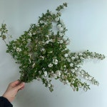 공조팝소재  농장직송 졸업 생일 축하 장미꽃 꽃선물 장미 스승의날 어버이날 기념일 : 송현장미