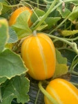 성주 프리미엄 참외 고당도 꿀참외 3kg 5kg : 오즈농장