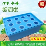 기르기 모종트레이 반려식물 텃밭세트 수경재배키트 미니가든 : 레이브릭