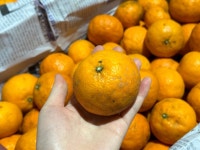 못난이 카라향 천혜향 레드향 3kg ,5kg : 제주 보리김치