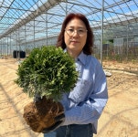 데니카나무 25cm 분 둥근서양측백나무 정원수 조경수 : 광일농원