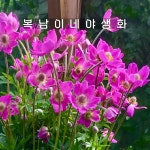 숙근아네모네 스프링뷰티핑크 [1개 복남이네야생화 모종 윈드플라워 바람꽃 anemone] : 복남이네야생화