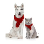 골든 리트리버 목도리 크리스마스 나비 목걸이 프 퍼피 사모 웨딩 동물 테디 펫니트머플러/레드 XS : 에벤에셀TY스토어