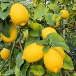 제주 레몬 2kg 5kg : 스마트연쇄점