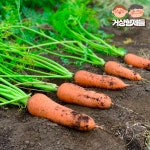 국산 제주 구좌당근 세척 햇당근 특상품 못난이 주스용 5kg 10kg : 거상형제들