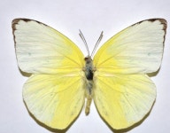 스타티라 노랑나비 표본(Phoebis statira) 곤충 표본 : 자연속 친구들