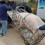 운반카트 돼지농장 가축수레 돼지우리 용융아연도금 바닥판없는돼지우리 200kg운반 이동장 : meflo