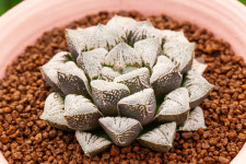 설성(위미 하이브리드) : 포인트 가든