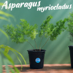 아스파라거스 미리오클라두스 / 선별품 중품 키우기쉬운식물 공기정화식물 카페인테리어 나누스 : Poetry garden