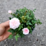 찔레장미 노지월동 조경 다년생 꽃 야생화 모종 생화 : 청년모종