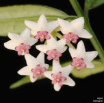 목부작 호야 팍스토니 hoya bella paxtonii 부작식물 : 식집살이.
