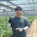 GAP 하동 햇블루베리 생과 500g 농가직배송 당도 가득 : 공드림농장