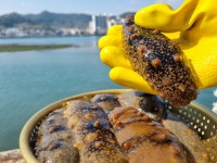 통영 자연산 해삼 산지직송 당일조업 신선한 해삼 : 온늘상점