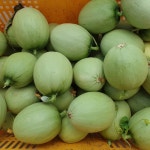 2025 아기멜론 장아찌메론 어린멜론 장아찌용메론 5kg : 뿌리부터