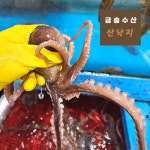 산낙지 3마리 시세 제철 목포 무안 뻘낙지 신안 세발낙지 : 금송수산