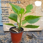카바나바바나 / 바빌론파스 / 화이트폼폼/ 버거스레코드 / 실버이어즈 / 페른클리프 / 프레야 : 박집사네 정원