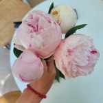 [로제센트] 블루밍 작약  만원의 행복 생화배송 화훼농가돕기 농장직송 꽃배달 온라인 꽃배송 : 로제센트