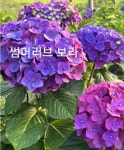 팝스타.썸머러브 수국판매 : 사랑꽃농장