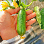 [정든곳간] 아삭한 미니 스낵 오이 500g 1kg 2kg : 팔도네이쳐