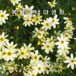 문빔 [4개 복남이네야생화 모종 숙근 애기코스모스 코레옵시스 coreopsis] : 복남이네야생화