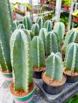 귀면각 선인장 30cm 개업 선물 선인장 다육식물 키우기 전자파 차단 대성식물 : 대성식물