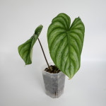 필로덴드론 플로우마니 블랙페이스 라운드폼 (동일상품배송) : leafresh