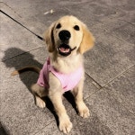 귀여운 애완 동물 조끼 통기성 와플 니트 부드럽고 편안한 견인 버클 봄/여름 개와 고양이 조끼에 적합 : BulkWorldDirec