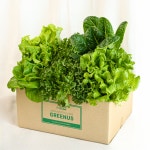 그린어스 유러피안샐러드 채소 야채 로메인 버터헤드 800g 1kg : 그린어스샐러드