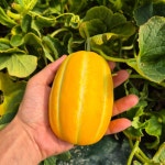 백일농장 성주 꿀참외 5kg 10kg 가정용 선물용 : 백일농원