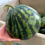 국내산 못난이 수박 행사 가정용 꿀수박 6.5kg, 1개 : 와디와시