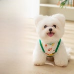 귀여운 스타일 반려견 옷 펫 의류 베스트 두 발 고양이 옷 반려동물 옷 펫 의류 베스트 펫 의류 베스트 펫 의류 베스트 : BulkWorldDirec
