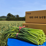 [2025 햇 마늘쫑] 땅끝해남 마늘쫑 [특품]  2kg, 4kg 해남 연풍농장 : 해남 연풍