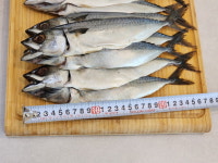 자반고등어 12미 : 수산물 사장님