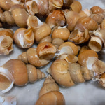 동해안 포항 자연산 활 백고동 1kg 당일조업 생 백골뱅이 통골뱅이 : 베리한식탁