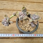 [수암다육] 석연화 단품  Pachyveria Pachyphytodies 다육 아프리카식물 다육식물 수입다육 플랜테리어 136 : 수암다육농장
