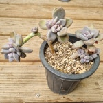 [수암다육] 석연화 단품  Pachyveria Pachyphytodies 다육 아프리카식물 다육식물 수입다육 플랜테리어 136 : 수암다육농장