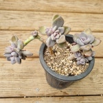 [수암다육] 석연화 단품  Pachyveria Pachyphytodies 다육 아프리카식물 다육식물 수입다육 플랜테리어 136 : 수암다육농장